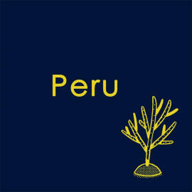 Peru German Carranza Geisha, Omni, Extended 