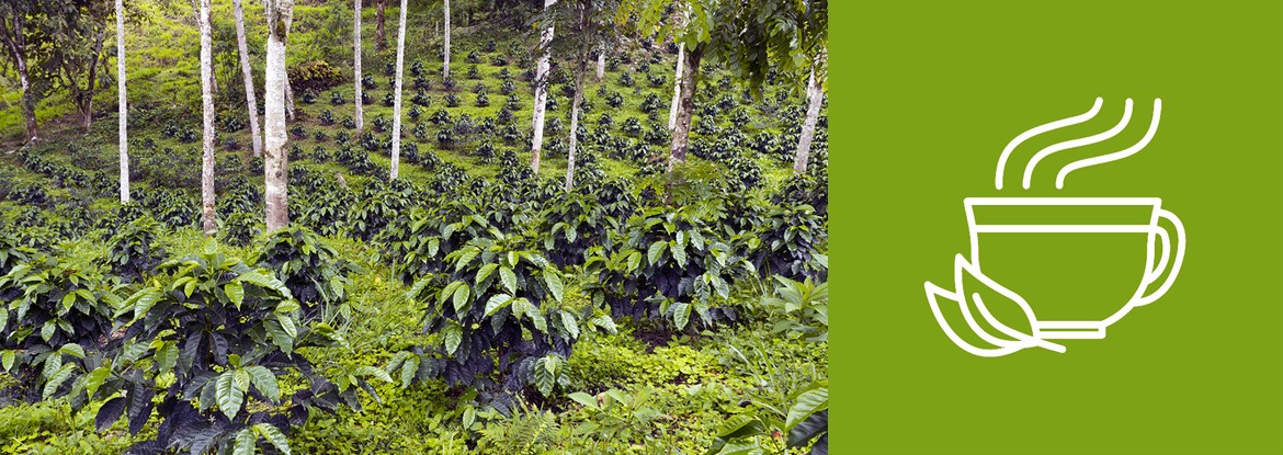 Der Anbau von Kaffeepflanzen - Teil 2
